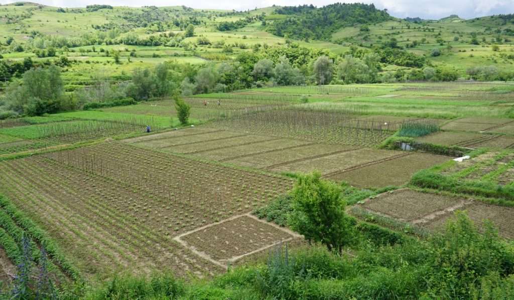 albania 2 • Ελλάδα-Αλβανία: Iσχυρή συνεργασία στη γεωργία-κτηνοτροφία για προστιθέμενη αξία • Thessaliki Gi Τα Νέα της Θεσσαλικής Γης