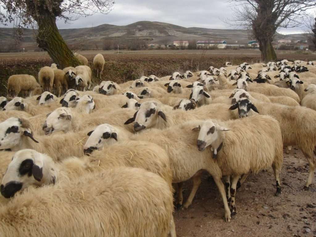 provata • Να στηριχθούν οι κτηνοτροφικές εκμεταλλεύσεις της Ανατ. Μακεδονίας- Θράκης  • Thessaliki Gi Τα Νέα της Θεσσαλικής Γης