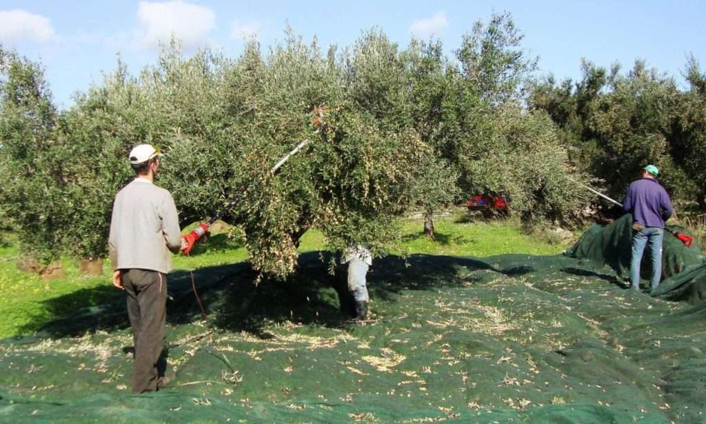 elies agrotes • Κίνδυνος απώλειας αγροτικών επιδοτήσεων σε ελαιοπαραγωγούς • Thessaliki Gi Τα Νέα της Θεσσαλικής Γης